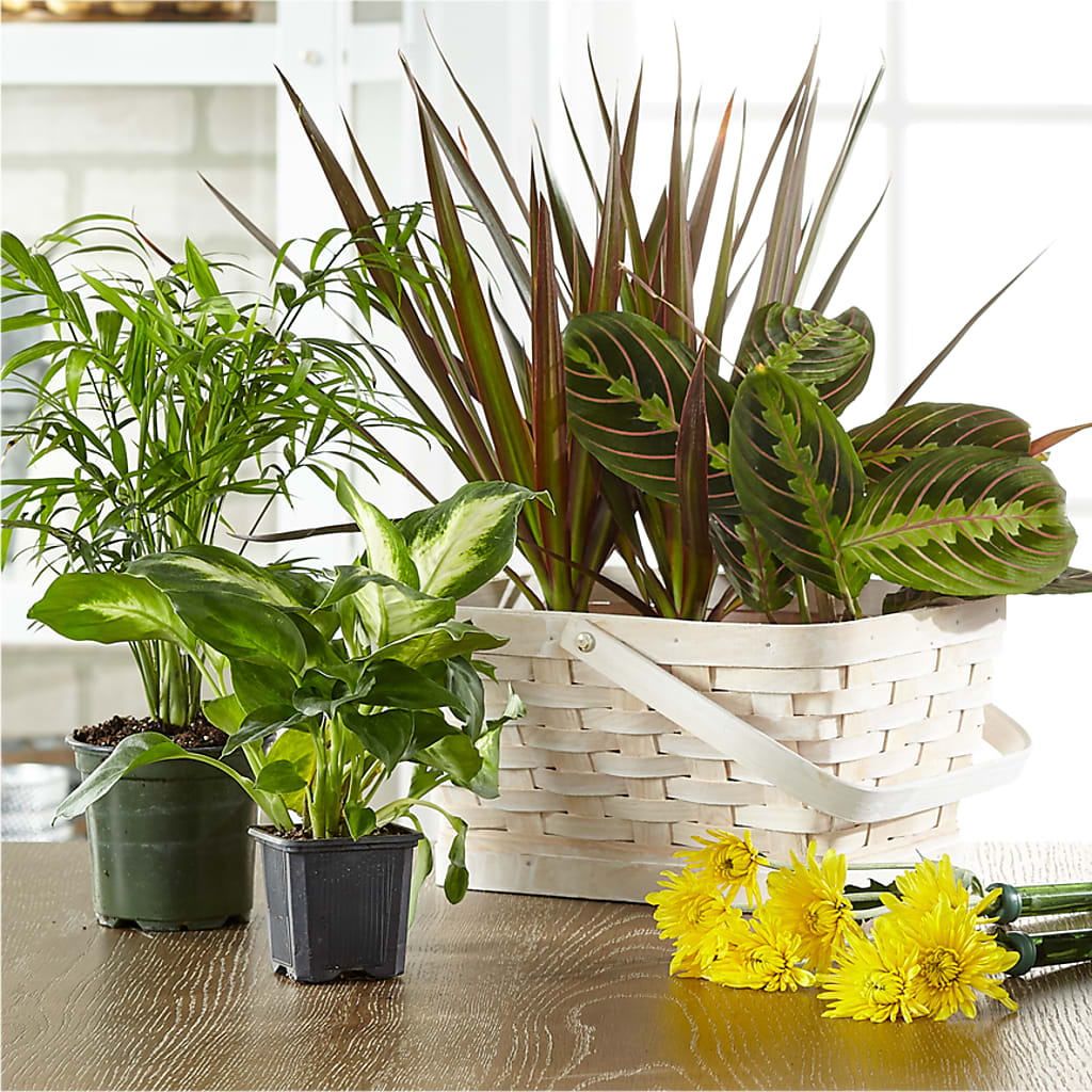 Florist Designed Blooming and Green Plants in a Basket – Fleuriste Thalia, Varennes PQ