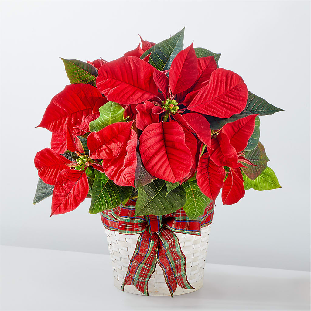 Happiest Holidays Poinsettia – Fleuriste Thalia, Varennes PQ