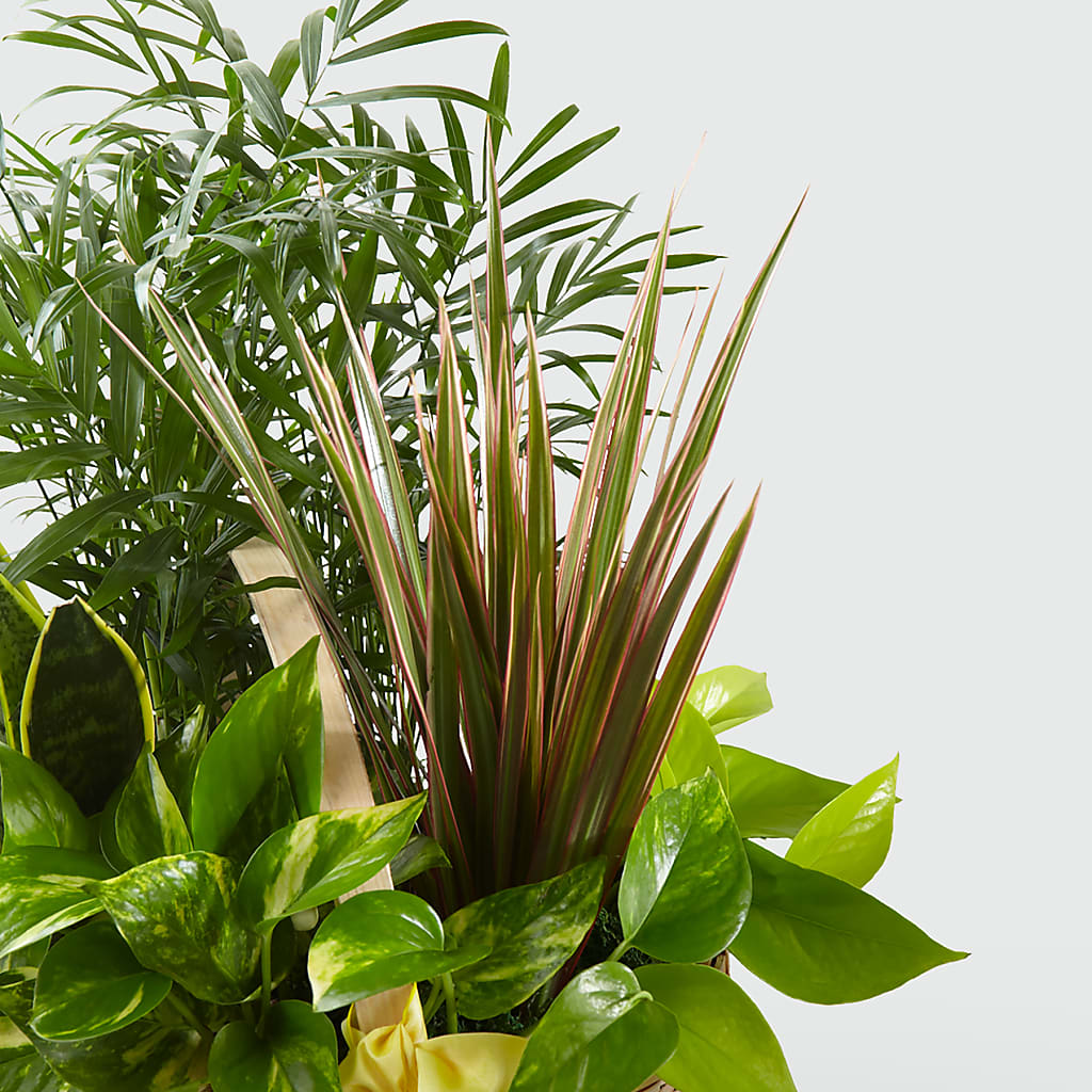 French Garden – Fleuriste Thalia, Varennes PQ