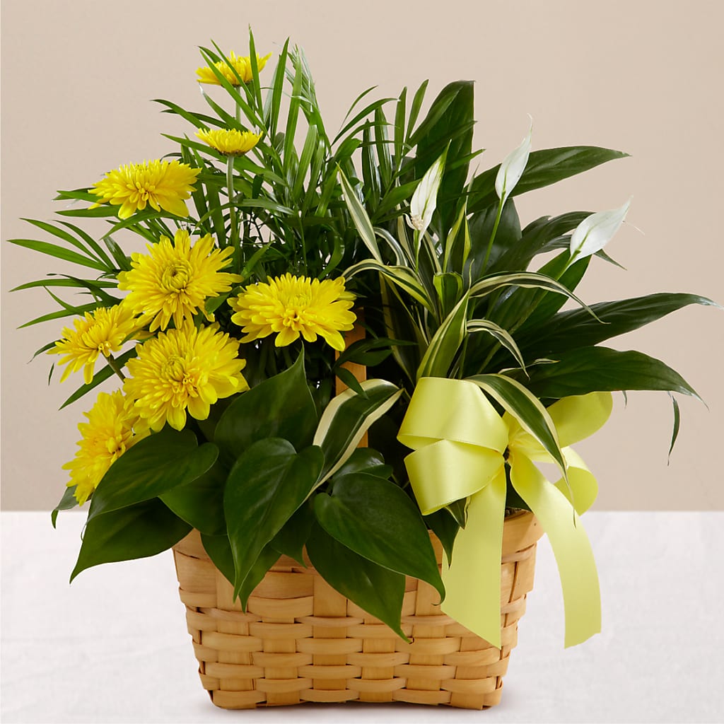 Loving Light Dishgarden – Fleuriste Thalia, Varennes PQ