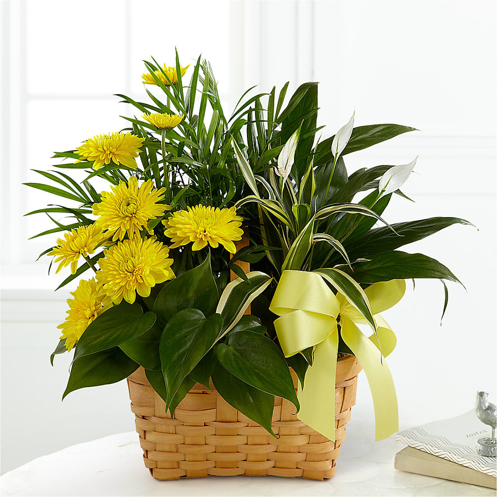 Loving Light Dishgarden – Fleuriste Thalia, Varennes PQ