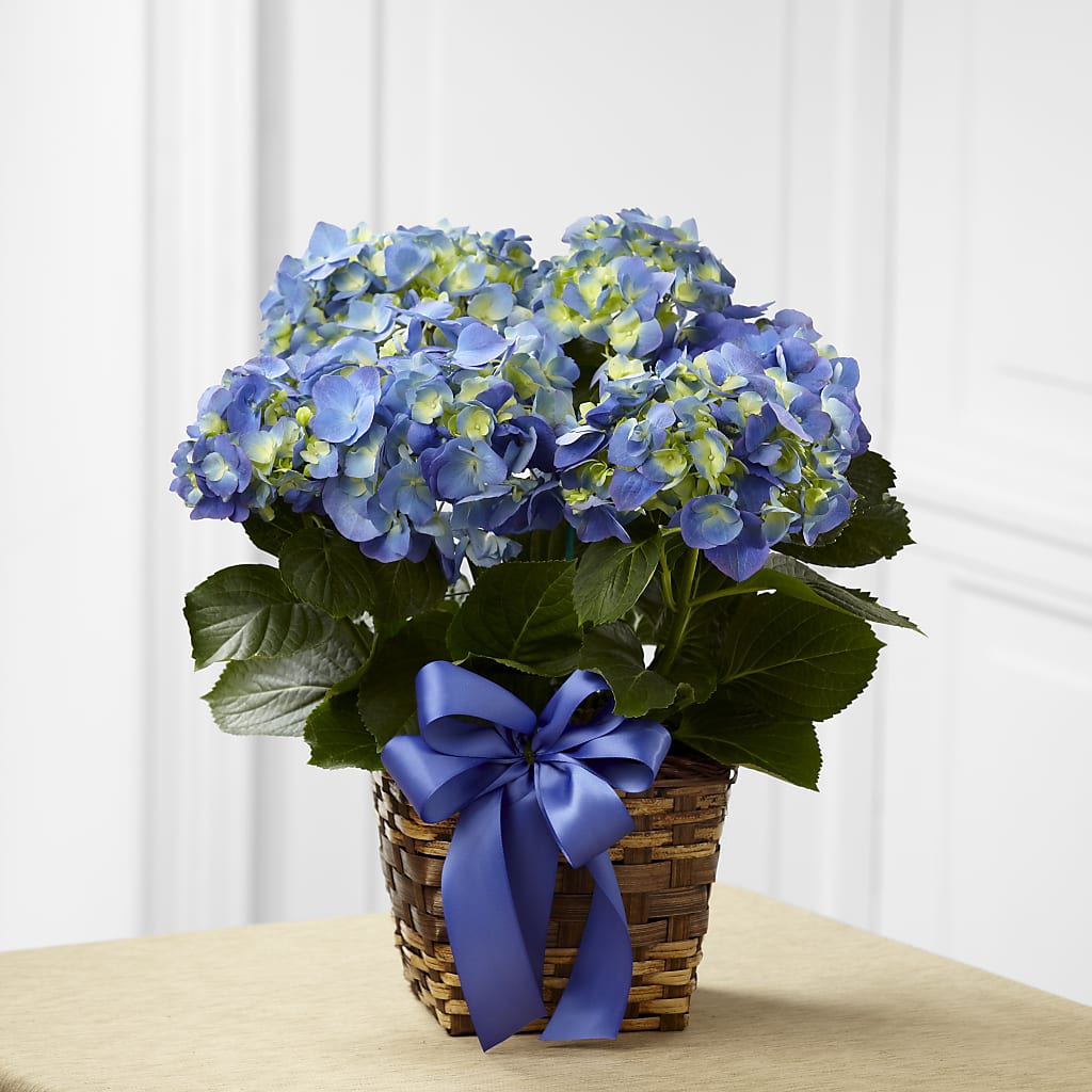 Blue Hydrangea Planter – Fleuriste Thalia, Varennes PQ