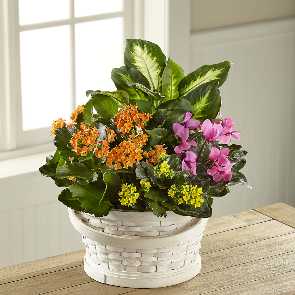 Color Crush Dishgarden – Fleuriste Thalia, Varennes PQ