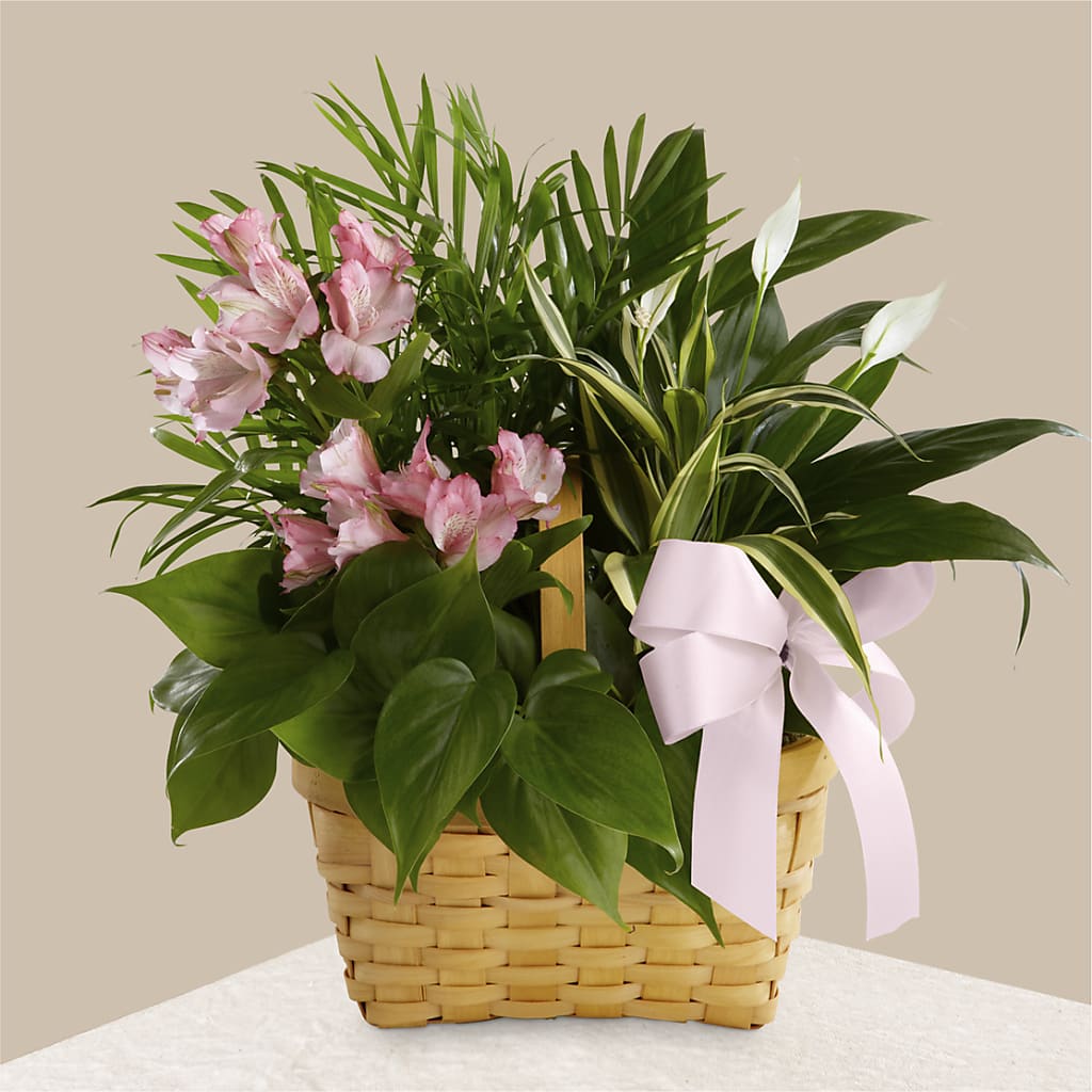 Living Spirit Dishgarden – Fleuriste Thalia, Varennes PQ