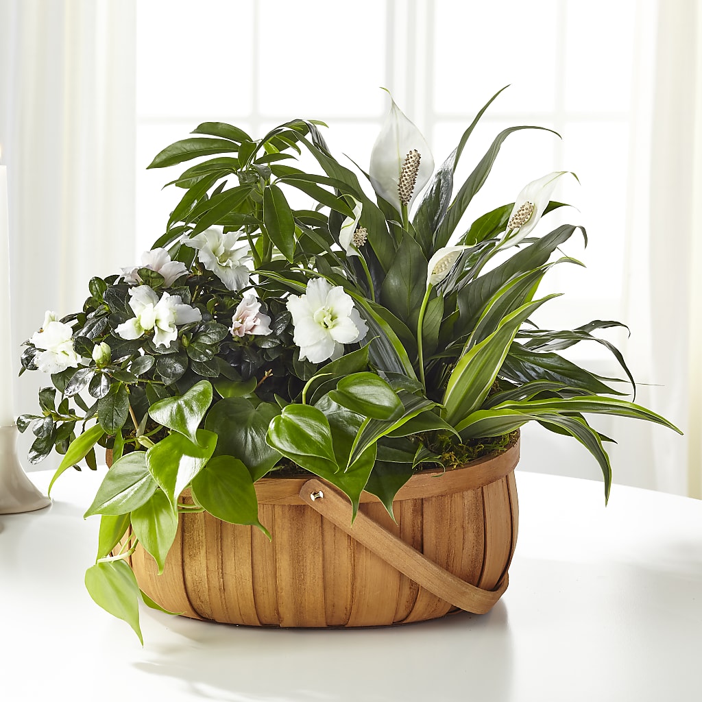 Serene Dishgarden – Fleuriste Thalia, Varennes PQ