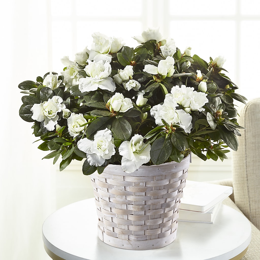 White Azalea Plant – Fleuriste Thalia, Varennes PQ