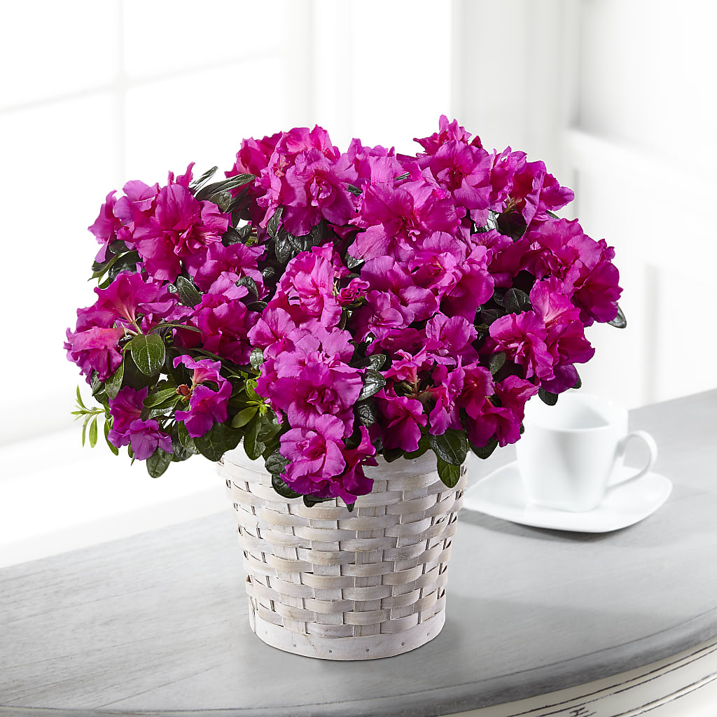 Hope & Serenity Azalea Plant – Fleuriste Thalia, Varennes PQ
