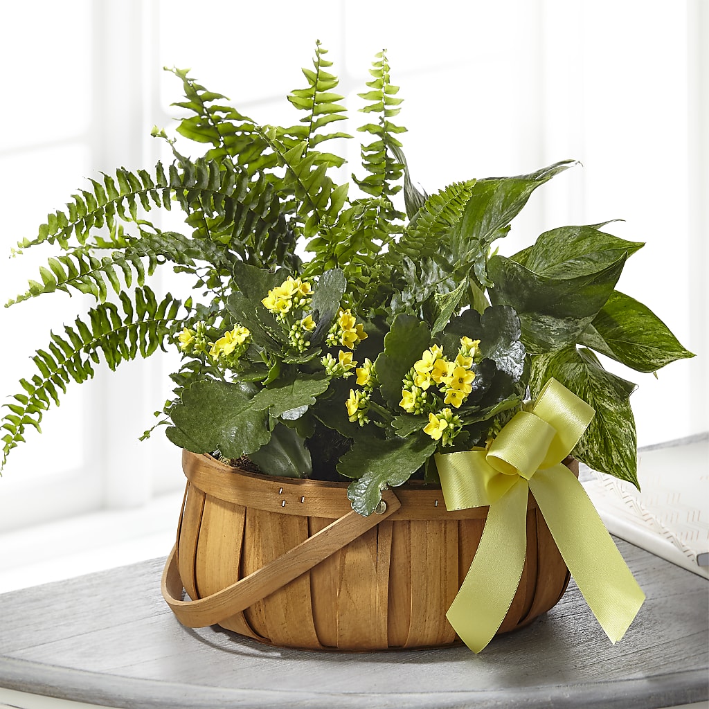 Always Dear Dishgarden – Fleuriste Thalia, Varennes PQ