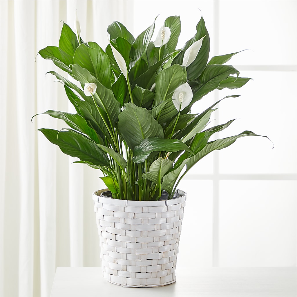 A New Leaf Peace Lily – Fleuriste Thalia, Varennes PQ