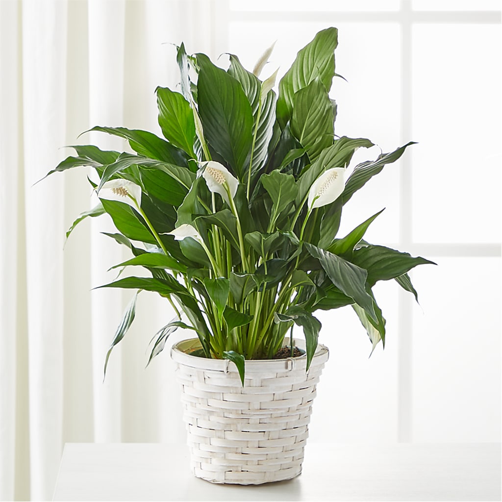 A New Leaf Peace Lily – Fleuriste Thalia, Varennes PQ