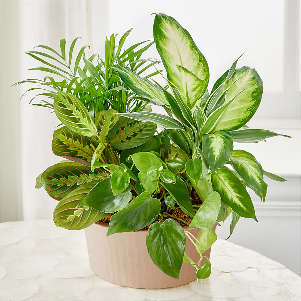 Balance & Harmony Dishgarden – Fleuriste Thalia, Varennes PQ