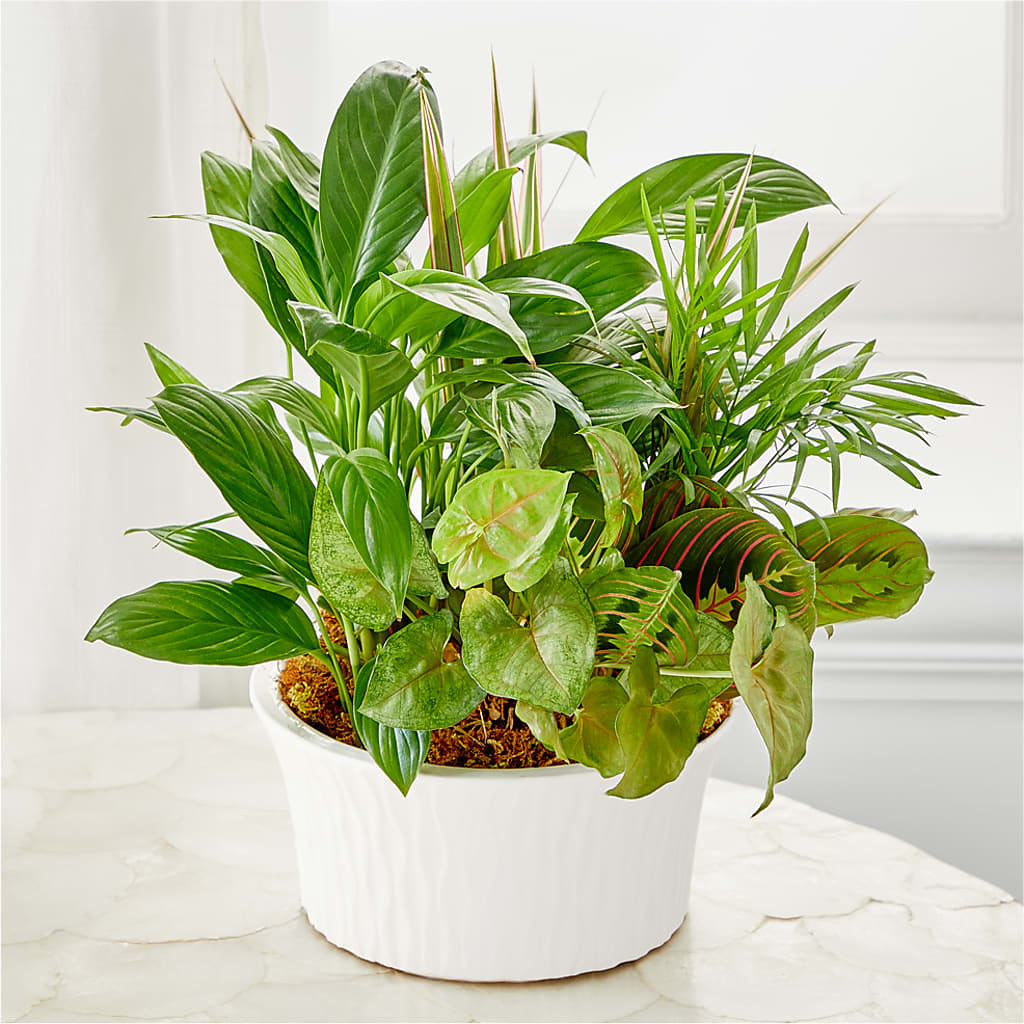 Balance & Harmony Dishgarden – Fleuriste Thalia, Varennes PQ