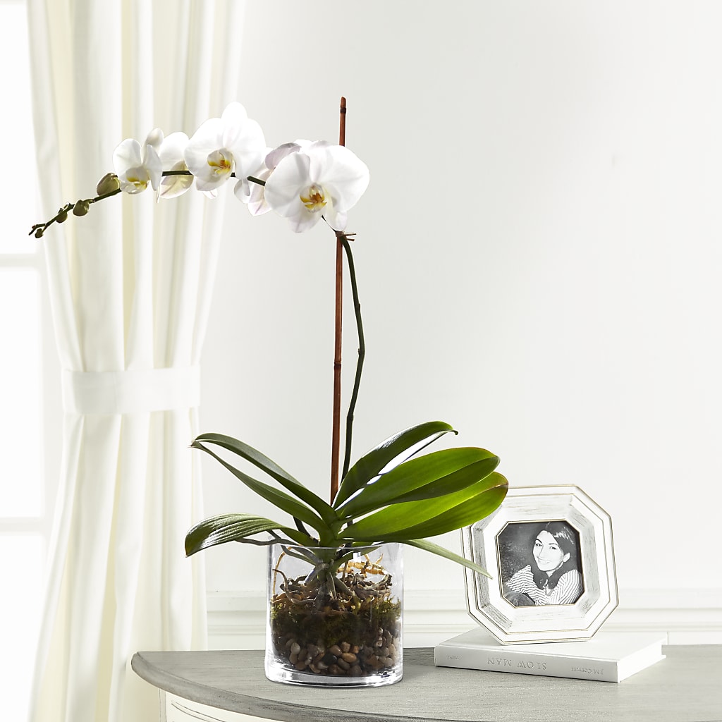 White Orchid Planter – Fleuriste Thalia, Varennes PQ