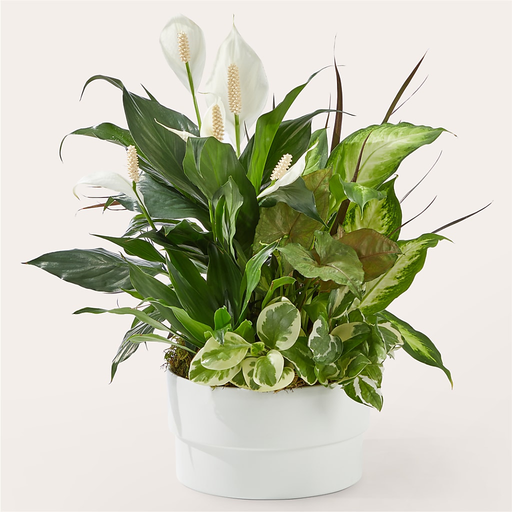 Radiating Positivity Dishgarden – Fleuriste Thalia, Varennes PQ
