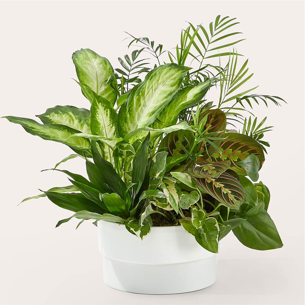 Radiating Positivity Dishgarden – Fleuriste Thalia, Varennes PQ