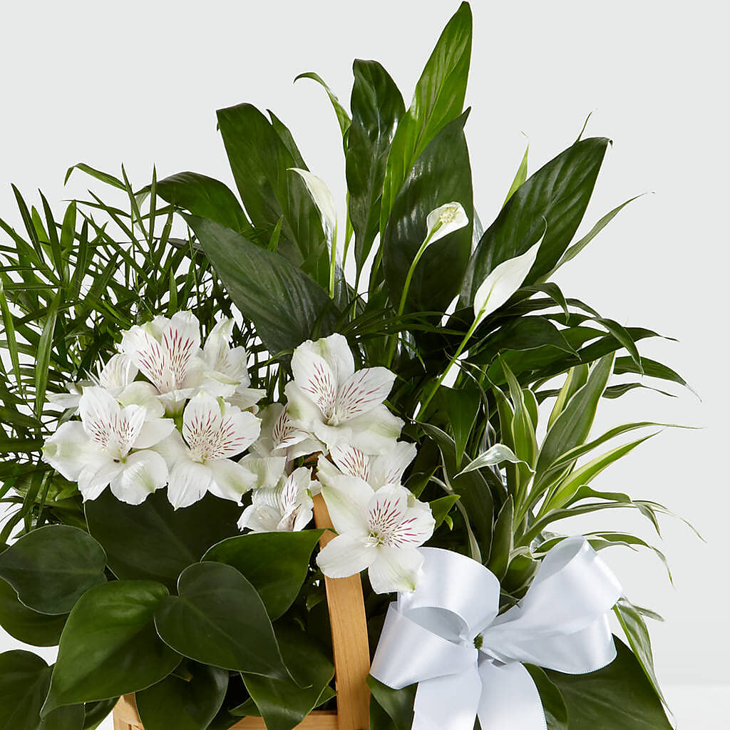 Peace & Serenity Dishgarden –  Fleuriste Thalia, Varennes PQ