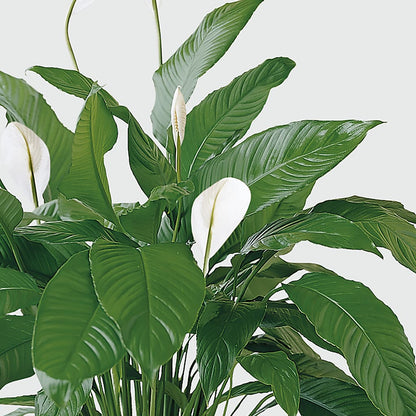 Tranquil Moments Peace Lily Plant –  Fleuriste Thalia, Varennes PQ