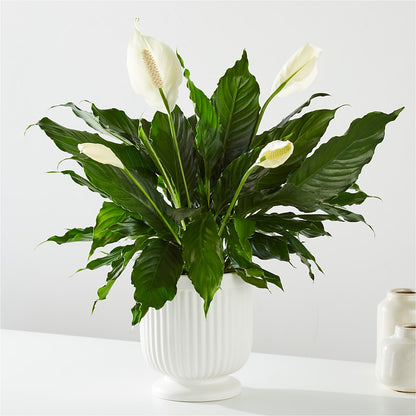 Comfort Planter –  Fleuriste Thalia, Varennes PQ