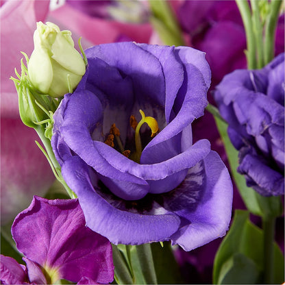 Twilight Glow Bouquet –  Fleuriste Thalia, Varennes PQ