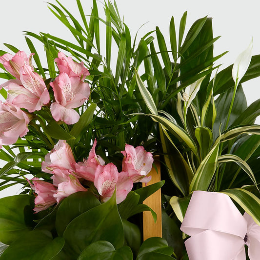 Living Spirit Dishgarden –  Fleuriste Thalia, Varennes PQ