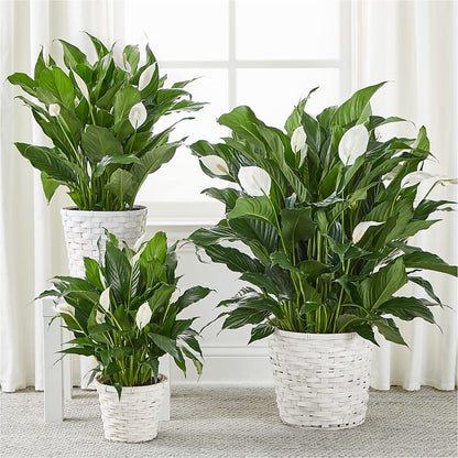 A New Leaf Peace Lily –  Fleuriste Thalia, Varennes PQ