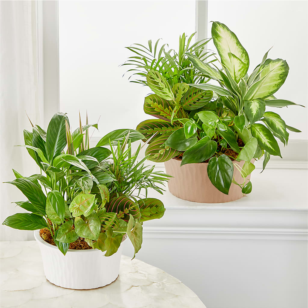 Balance & Harmony Dishgarden –  Fleuriste Thalia, Varennes PQ