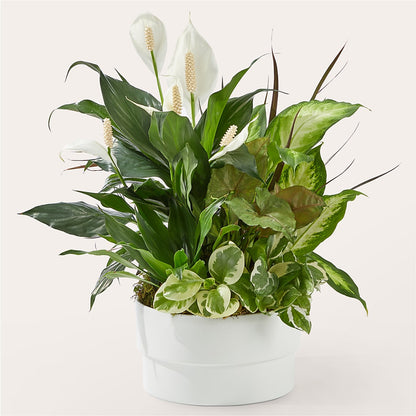 Jardín de Plantas "Positividad Radiante"